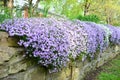 White and purple creeping phlox cascading over an old stone wall