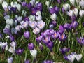 White and purple croci in bloom in grass