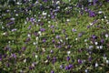 White and purple croci in bloom growing in grass