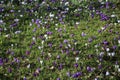 White and purple croci in bloom growing in grass Royalty Free Stock Photo