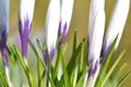 White and purple crocus flowers Royalty Free Stock Photo