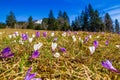 White and purple crocus flowers blooming on the spring meadow Royalty Free Stock Photo