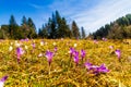 White and purple crocus flowers blooming on the spring meadow Royalty Free Stock Photo