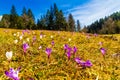 White and purple crocus flowers blooming on the spring meadow Royalty Free Stock Photo