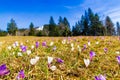 White and purple crocus flowers blooming on the spring meadow Royalty Free Stock Photo