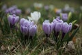 white purple crocus flowers in spring Royalty Free Stock Photo