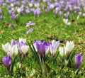 White and purple crocus flowers Royalty Free Stock Photo