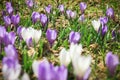 White and purple crocus flowers Royalty Free Stock Photo