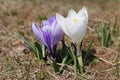 White and purple crocus flowers Royalty Free Stock Photo