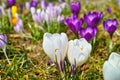 Close-up of white and purple crocus bloom in sunlight