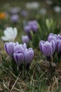 white and purple crocus spring flowers Royalty Free Stock Photo