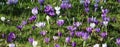 White and purple crocuses in bloom in grass area Royalty Free Stock Photo