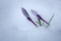 White and Purple Crocuses Buds in Deep Snow