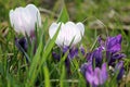 White and purple crocuses in green grass Royalty Free Stock Photo