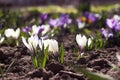 White and purple crocuses grow in the garden. Some of the first bright spring flowers bloom, background Royalty Free Stock Photo