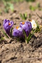 White and purple crocuses grow in the garden. Some of the first bright spring flowers bloom, background Royalty Free Stock Photo