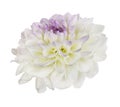 White and purple dahlia flower isolated Royalty Free Stock Photo