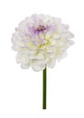 White and purple dahlia flower isolated Royalty Free Stock Photo