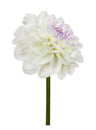 White and purple dahlia flower isolated Royalty Free Stock Photo