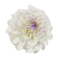 White and purple dahlia flower isolated Royalty Free Stock Photo