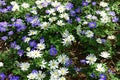 White and Purple Daisies