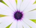 White and purple daisy Royalty Free Stock Photo