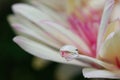 White & purple daisy colors in a water drop Royalty Free Stock Photo