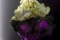 White and purple decorative kale with dark background