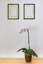 White with purple dots orchid in pot on a wooden table. Two posters frame on the wall in the background. Beautiful indoor flowers Royalty Free Stock Photo