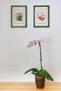 White with purple dots orchid in pot on a wooden table. Two posters with orchids on the wall in the background. Beautiful indoor Royalty Free Stock Photo