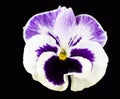 White and purple flower On Black Backgroundtulip