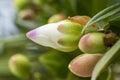 White and purple flower bud with some leaves