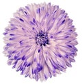 White-purple flower dahlia isolated on white background. For design. Closeup. Clearer focus. Royalty Free Stock Photo