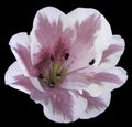 White-purple flower lily on the black isolated background with clipping path no shadows. Closeup. Royalty Free Stock Photo