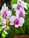 White-purple flower orchids cooktown ,Dendrobium bigibbum mauve butterfly orchid ,Callista bigibba ,Callista sumneri blooming