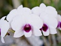 white-purple flower orchids cooktown ,Dendrobium bigibbum mauve butterfly orchid ,Callista bigibba Royalty Free Stock Photo