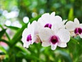 White-purple flower orchids cooktown ,Dendrobium bigibbum mauve butterfly orchid ,Callista bigibba ,Callista sumneri blooming