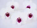 white-purple flower orchids isolated on white background cooktown ,Dendrobium bigibbum mauve butterfly orchid