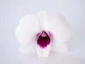 white-purple flower orchids isolated on white background cooktown ,Dendrobium bigibbum mauve butterfly orchid