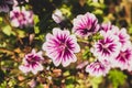 White purple flowers in the garden. floral nature background