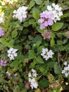 White purple flowers green leaves Royalty Free Stock Photo