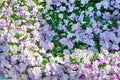 White-purple flowers with green leaves on a sunny day