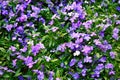 White-purple flowers with green leaves