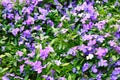 White-purple flowers with green leaves on a sunny day