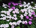 White and purple flowers of impatiens walleriana, also known as busy Lizzie