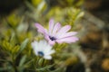 White and purple flowers and macro vegetation in the forest