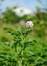 White purple flowers of potato plant. Potato flowers blooming in the garden Royalty Free Stock Photo