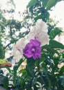 Brunfelsia pauciflora,Brazil raintree, beautiful white and purple flowers in a tree Royalty Free Stock Photo