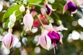 White and purple Fuchsia La Campanella Royalty Free Stock Photo
