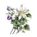 White and Purple Hibiscus Flower and Leaves Arrangement for Bouquet. Royalty Free Stock Photo